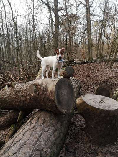Dansky (Dansk-Svensk Gårdshund)-Beitrag-Bild