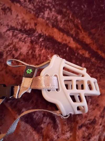 Dansky (Dansk-Svensk Gårdshund)-Beitrag-Bild