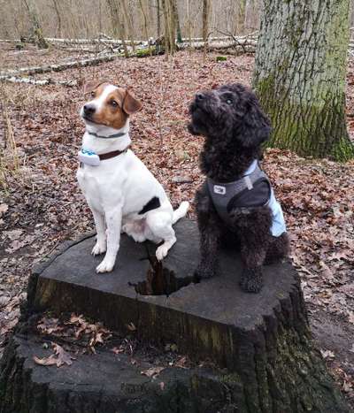 Dansky (Dansk-Svensk Gårdshund)-Beitrag-Bild