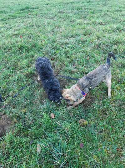 Wie seid ihr zu eurem Welpen gekommen?-Beitrag-Bild