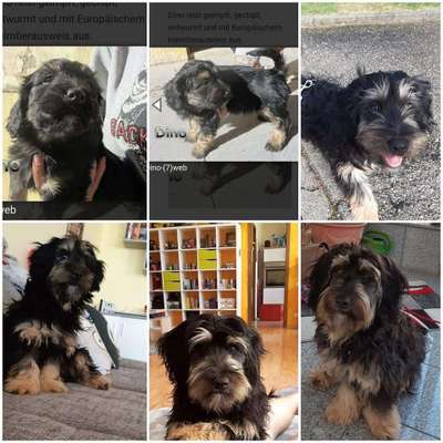 Wie seid ihr zu eurem Welpen gekommen?-Beitrag-Bild