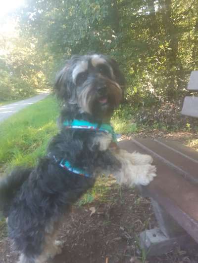 Hund aus dem Spanischen Tierschutz-Beitrag-Bild