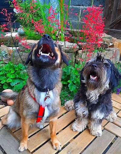 Die Dogorama Kalender Challenge Teil 3/4-Beitrag-Bild