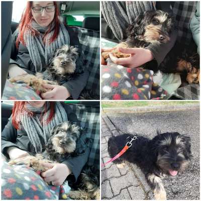 Wie seid ihr zu eurem Welpen gekommen?-Beitrag-Bild