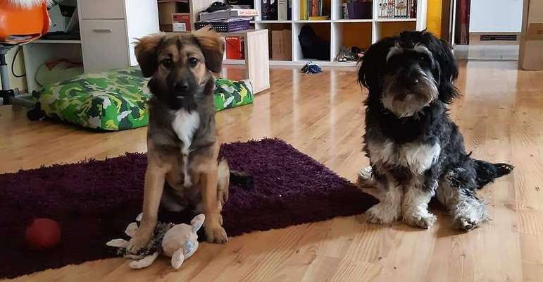 Wie seid ihr zu eurem Welpen gekommen?-Beitrag-Bild