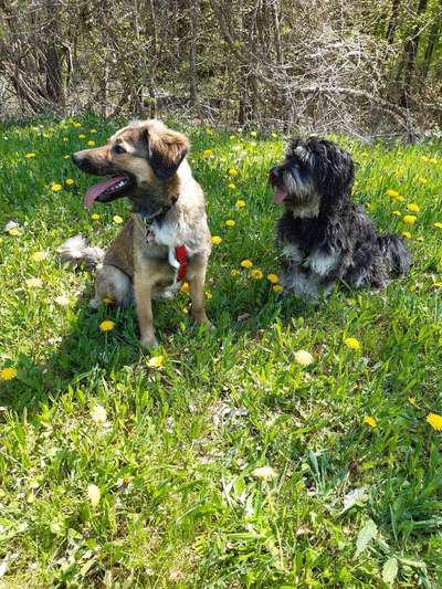 Die Dogorama Monats Challenge "Es grünt und blüht"-Beitrag-Bild