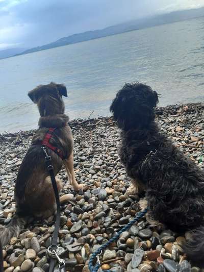 Dogorama Photo Challenge - Tierischer Urlaub-Beitrag-Bild