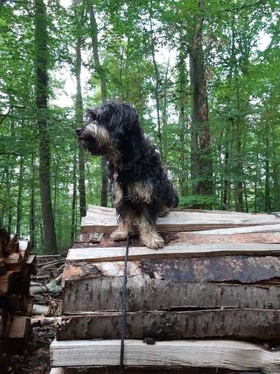 Hund aus dem Spanischen Tierschutz-Beitrag-Bild