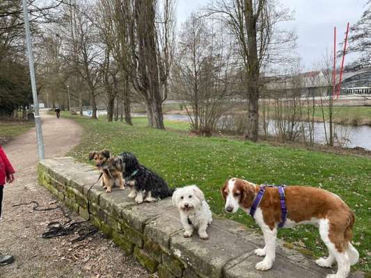 Wie seid ihr zu eurem Welpen gekommen?-Beitrag-Bild