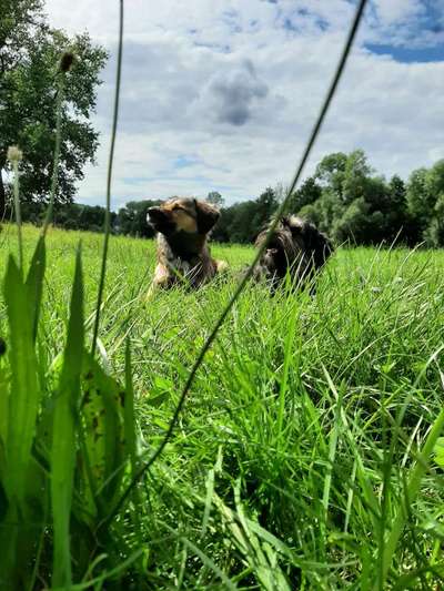 Die Dogorama Kalender Challenge 4/4-Beitrag-Bild