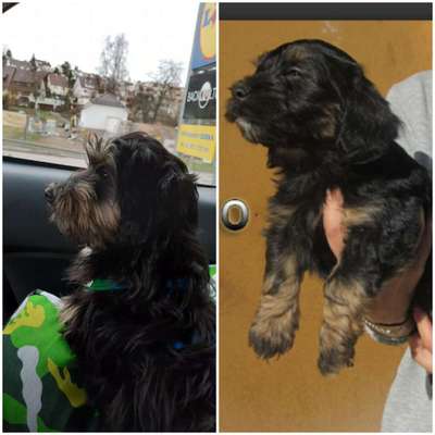 Wie seid ihr zu eurem Welpen gekommen?-Beitrag-Bild