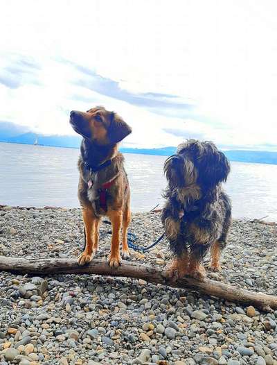 Mischlingshunde Foto Aufruf-Beitrag-Bild