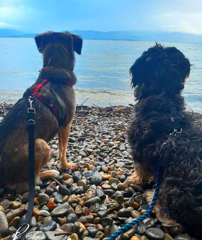 Die Dogorama Kalender Challenge Titelbild-Beitrag-Bild