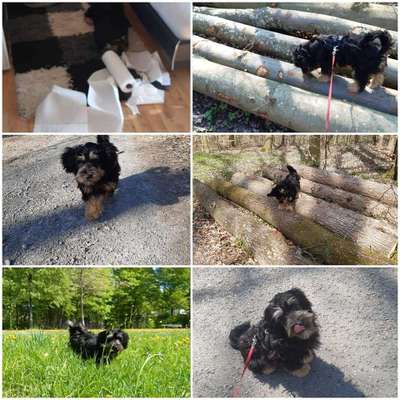 Wie seid ihr zu eurem Welpen gekommen?-Beitrag-Bild