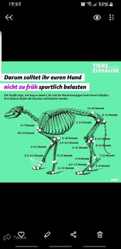Erbkrankheiten, zu frühe körperliche Belastung, nicht Behandlung und ihre spähtfolgen.-Beitrag-Bild