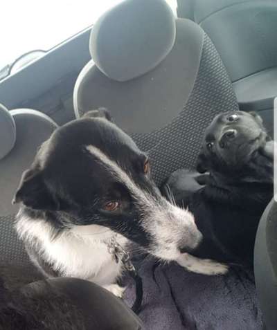 Lustigsten Grimassen von euren Hunden-Beitrag-Bild