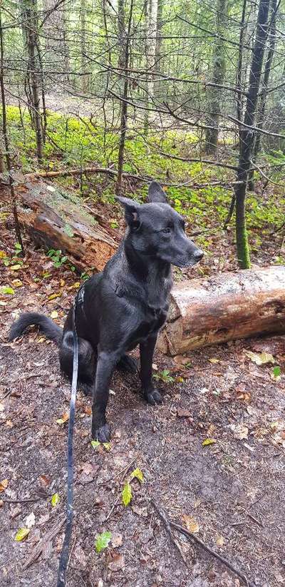 Deutsche Schäferhunde, Belgische Schäferhunde.-Beitrag-Bild