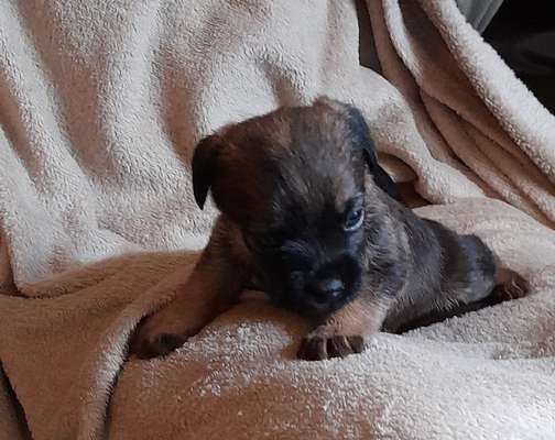 Border Terrier-Beitrag-Bild