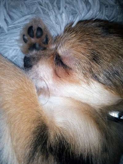 Welpen Bilder !-Beitrag-Bild