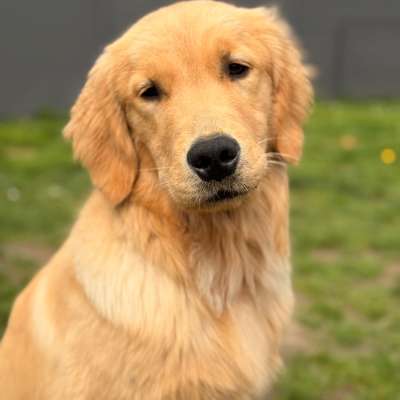 Hundetreffen-Junghunde zum gemeinsamen Training oder Austausch gesucht-Bild