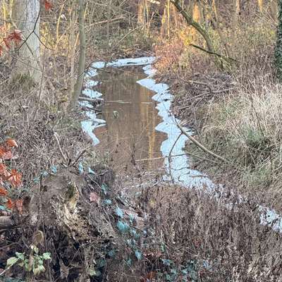 Hundetreffen-Spaziergang Bekanntschaften/ Trainingspartner-Bild