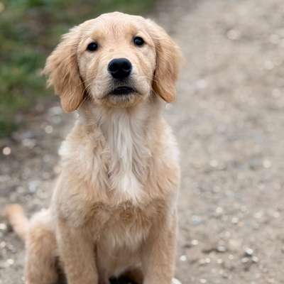 Hundetreffen-Spaziergang Bekanntschaften/ Trainingspartner-Bild