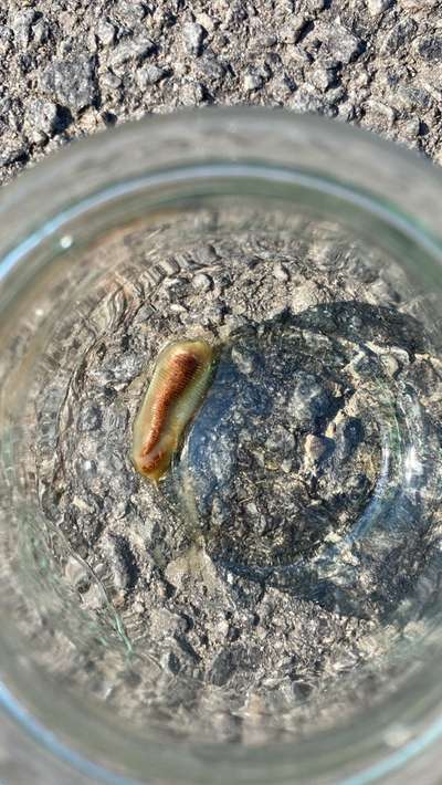 Zungenwurm-Beitrag-Bild