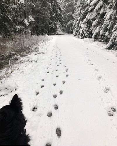 Wolfsangriff in den Niederlanden – Wie sicher sind unsere Hunde?-Beitrag-Bild