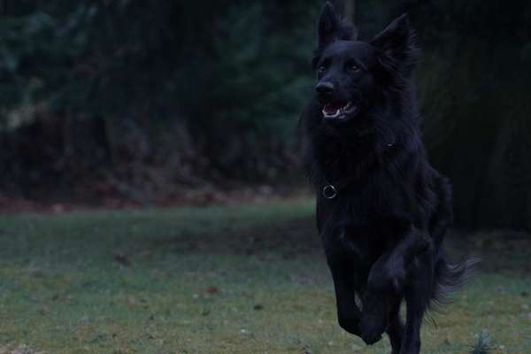 Altdeutsche Hütehunde-Beitrag-Bild