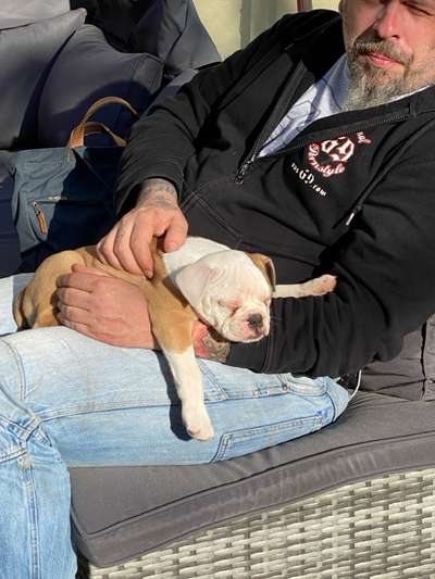 Wie kamst du zu deinem Hund?-Beitrag-Bild