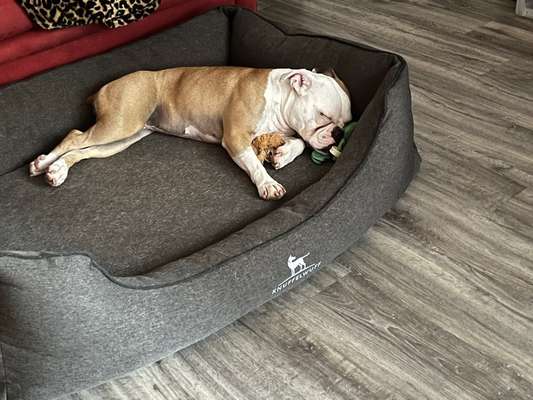 Olde English Bulldogge-Beitrag-Bild