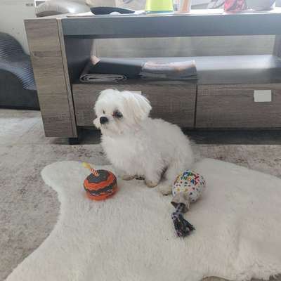 Hundetreffen-Malteser-Profilbild