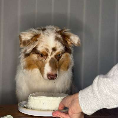 Hundetreffen-Gassi Spielen und Sozialisieren-Bild