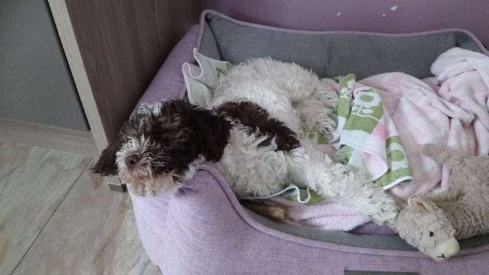 Hundetreffen-Welpentreffen in Northeim-Bild