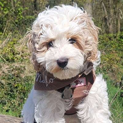 Hundetreffen-Welpen und Junghunde-Bild