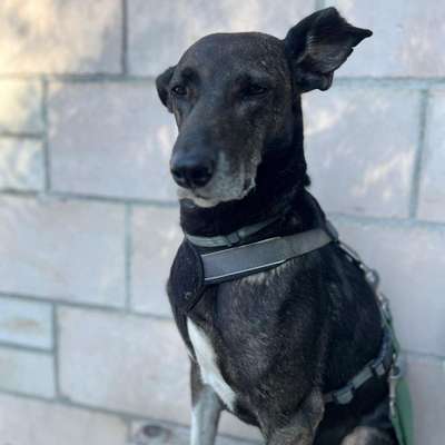 Hundetreffen-Spielfreunde und Spazierpartner gesucht-Bild