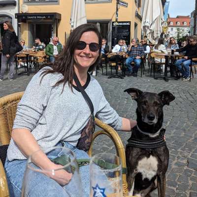 Hundetreffen-Regelmäßige Gassirunden-Bild