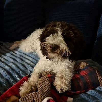 aktuelles Foto Gruppe Reisen mit Hund