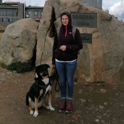 Hundetreffen-Hundebetreuung gesucht-Profilbild
