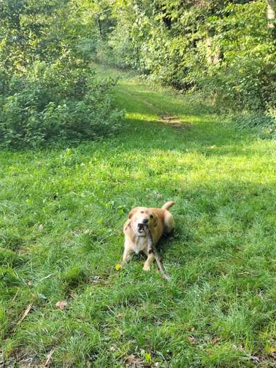 Hundetreffen-Gemeinsam Gassi gehen-Bild