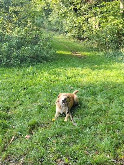 Hundetreffen-Gemeinsam Gassi gehen-Bild