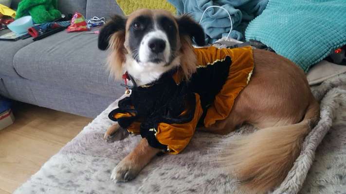 Dogorama Photo Challenge - Tre Chic!-Beitrag-Bild