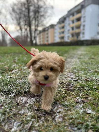 Hundetreffen-Spiel- & Gassifreunde gesucht-Bild