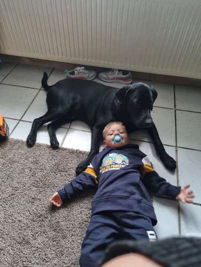 Labradorfans-Beitrag-Bild