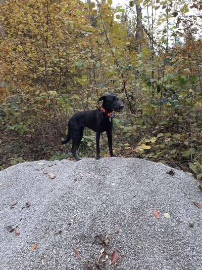 Hundetreffen-Hundetreff Siegsdorf u. Umgebung-Bild