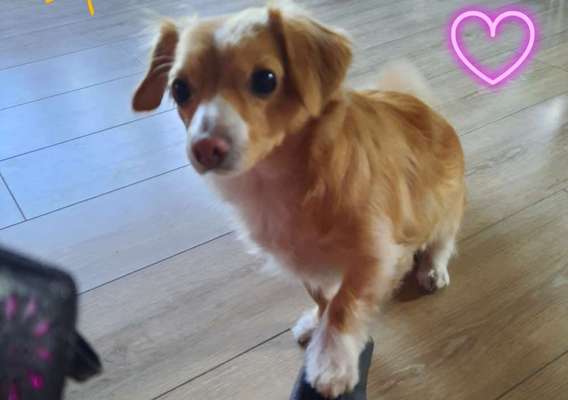 Mischlinge raten - Rätselspaß-Beitrag-Bild