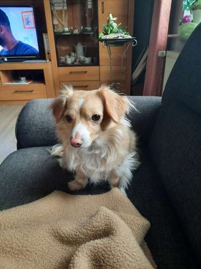 Mischlinge raten - Rätselspaß-Beitrag-Bild