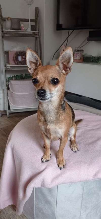 Chihuahua kennt keine grenzen-Beitrag-Bild