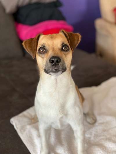 Mops mix-Beitrag-Bild