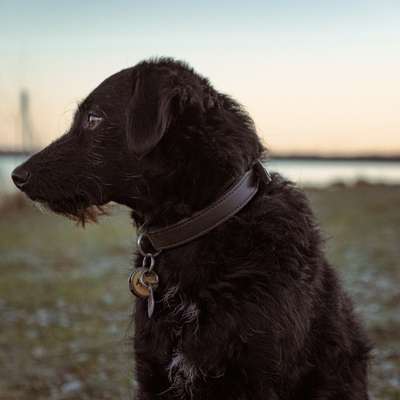 Hundetreffen-Gemeinsame Gassirunden im Süden-Bild